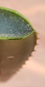Aloe